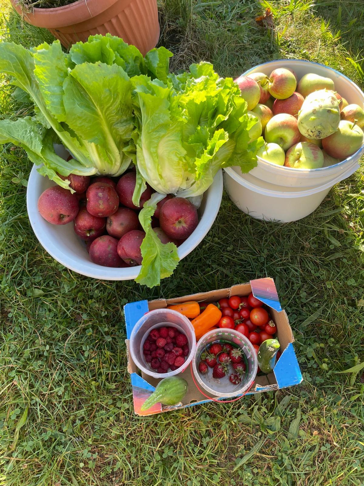 Reiche Ernte für die Küche des Kindergartens